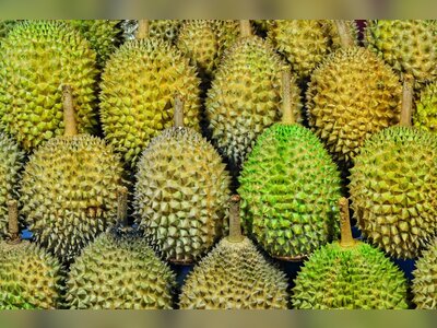 Thailand’s Ministry of Commerce and Department of Internal Trade expand durian quality-and-supply oversight to protect premium export positioning and price stability strategy