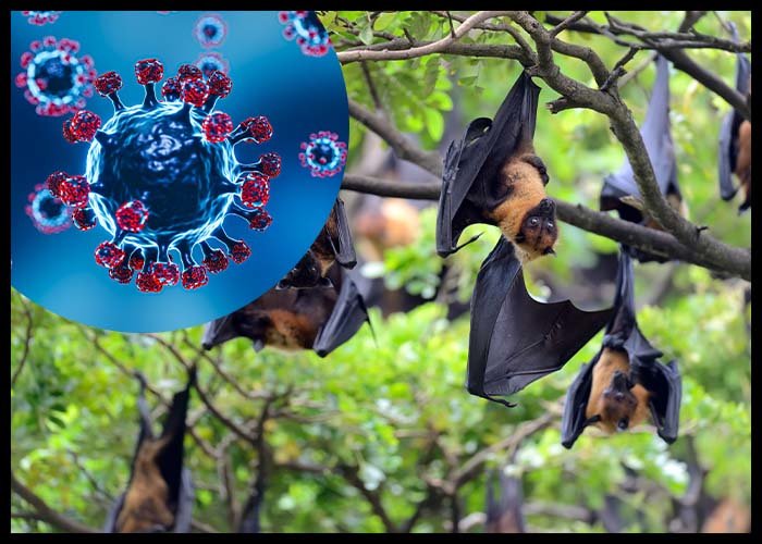 India, Thailand and Taiwan Strengthen Defences Against Nipah Virus as Regional Vigilance Rises