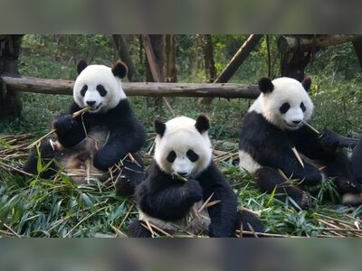 Japan Bids Farewell to Its Last Pandas Amid Rising Tensions with China