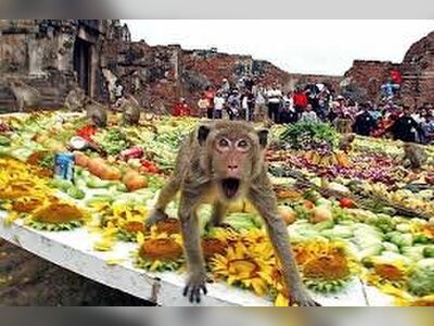 Thailand’s Monkey Buffet Festival Draws Crowds in Celebration of Wildlife and Culture