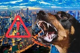 Thailand Issues Urgent National Advisory as Rabies Outbreak Prompts Public Health Alerts