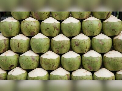 Thailand Investigates Fifteen Chinese-Linked Firms Over Alleged Nominee Structures in Aromatic Coconut Trade