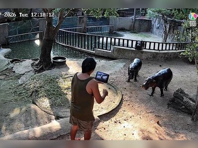 Man Arrested After Entering Pygmy Hippo Enclosure at Thai Zoo