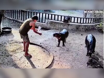 Man Arrested After Entering Pygmy Hippo Enclosure at Thai Zoo