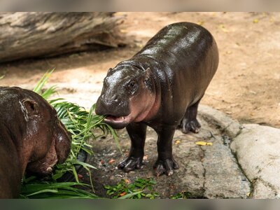 Man Arrested After Entering Pygmy Hippo Enclosure at Thai Zoo