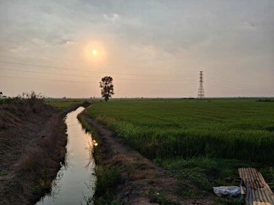 Rising Fuel Costs Challenge Thai Rice Farmers as Government Support Efforts Gain Focus