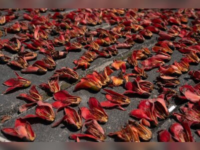 Hong Kong’s Iconic ‘Hero Trees’ Face Decline as Rising Temperatures Take Toll
