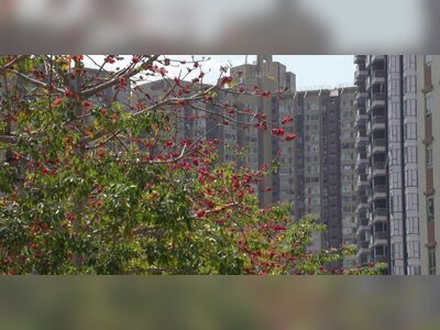 Hong Kong’s Iconic ‘Hero Trees’ Face Decline as Rising Temperatures Take Toll