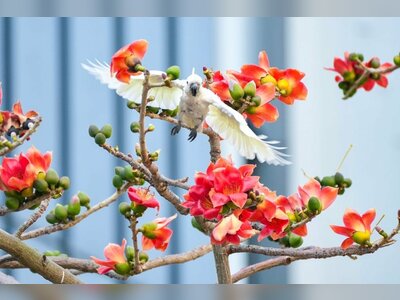 Hong Kong’s Trees Are Falling Out of Sync With the Seasons