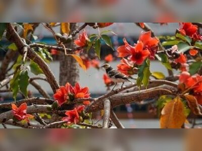 Hong Kong’s Trees Are Falling Out of Sync With the Seasons