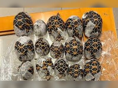 Teen Arrested at Bangkok Airport After Attempted Smuggling of Protected Tortoises