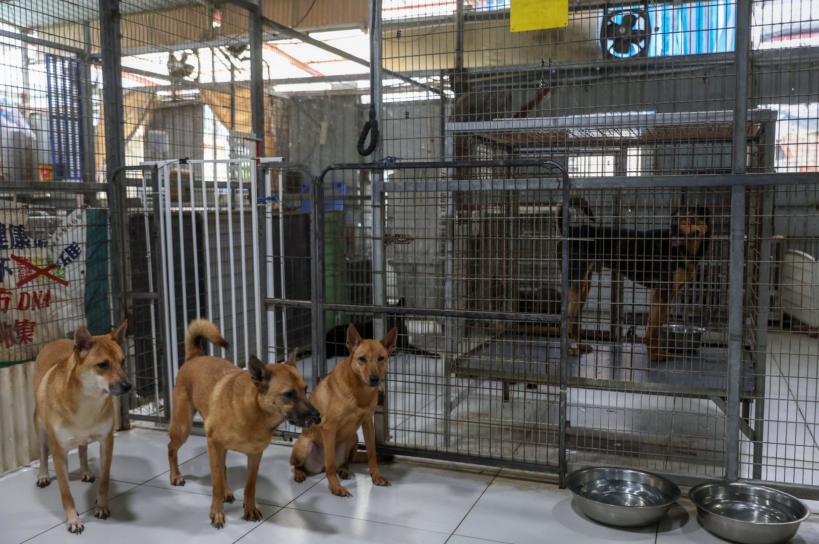 Animal-Related Traffic Accidents in Hong Kong Rise More Than Elevenfold in Four Years