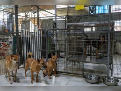 Animal-Related Traffic Accidents in Hong Kong Rise More Than Elevenfold in Four Years