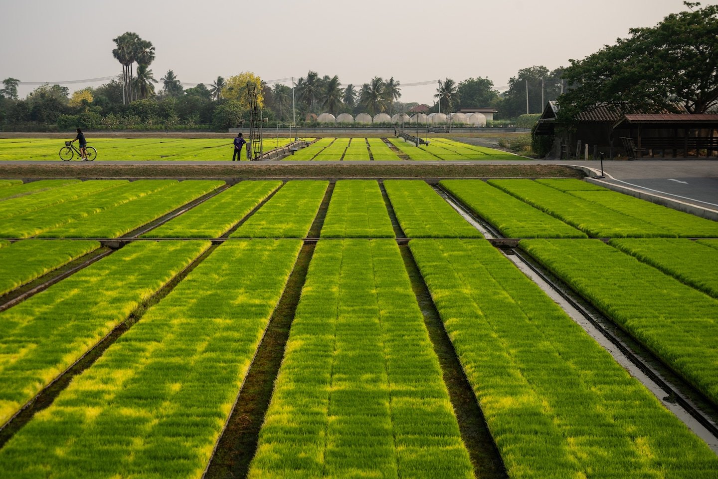 Middle East Conflict Ripples Through Fertilizer Markets, Raising Pressure on Asia’s Food System