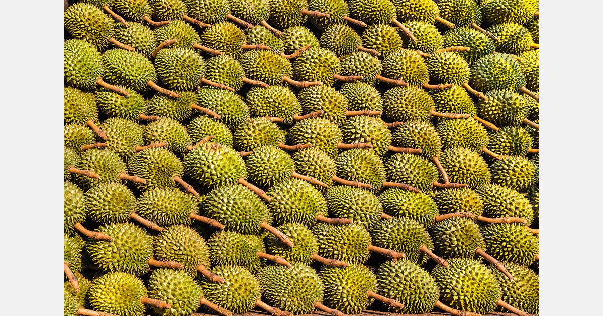 Thailand Tightens Oversight of Durian Exports Amid Probe Into GAP Certification Abuse