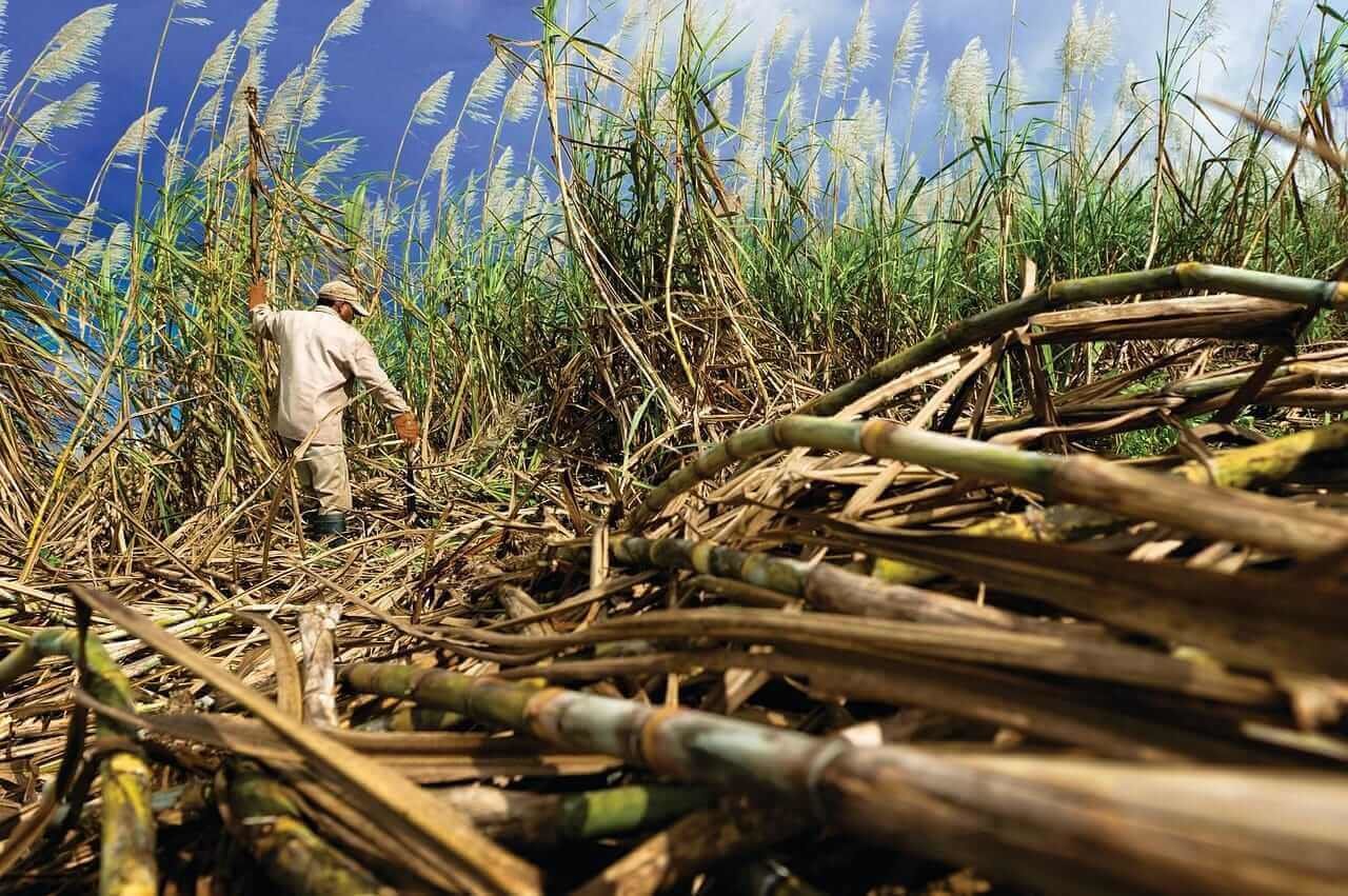 Thai Sugar Exports Pressure Global Prices as Supply Surplus Deepens