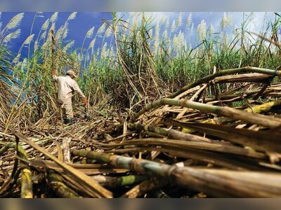 Thai Sugar Exports Pressure Global Prices as Supply Surplus Deepens